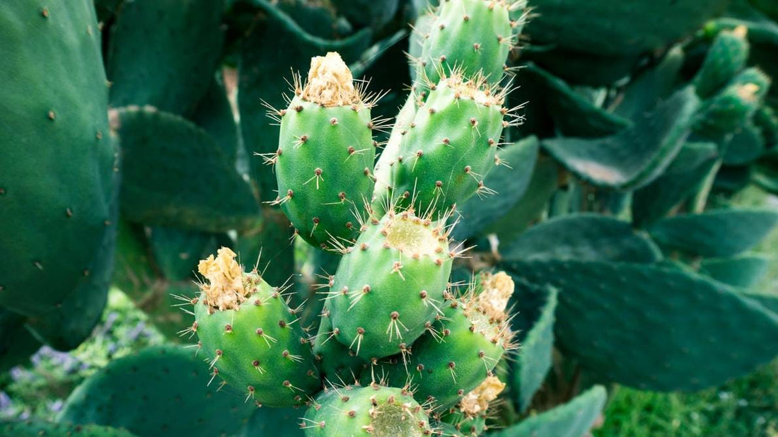 cactus faux 9
